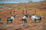 Abisko Nationalpark, Lappland