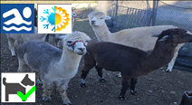 Experience Alpacas