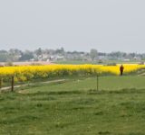 29464081