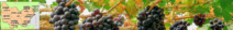 HEADER BOURGOGNE