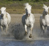 camargue-horses