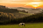 Sauerland (herst)